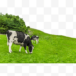 草图片_内蒙古草原吃草的奶牛