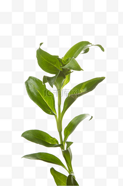 绿色植物高清元素2