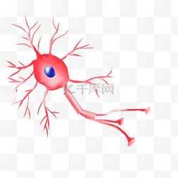 分叉图片_神经体粉红色末梢