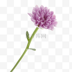 一枝紫色花
