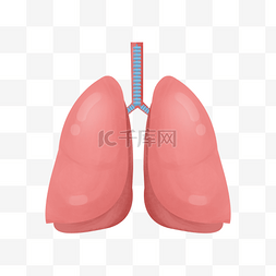 人体重要器官肺部