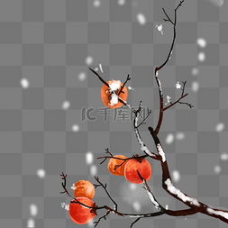 小雪景色冬天柿子树