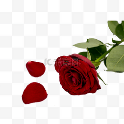 七夕节红玫瑰图片_红玫瑰和花瓣绿叶