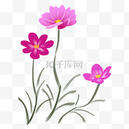 格桑花图片_格桑花花卉花枝