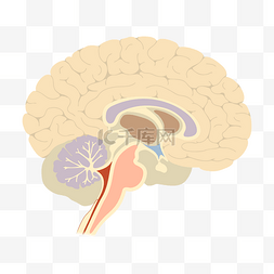 大脑储备图片_黄色大脑装饰插画