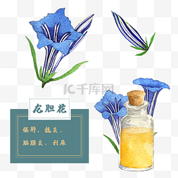 龙胆花花类中草药水彩植物花卉精