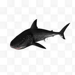 鱼鲨鱼图片_海洋生物鲨鱼