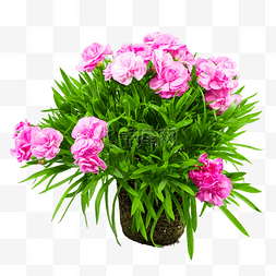 粉色植物盆栽图片_康乃馨鲜花花盆