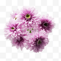 粉色菊花鲜花