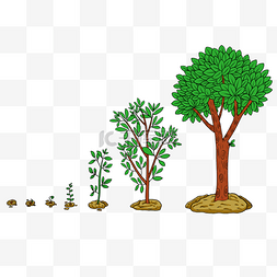 绿色的植物图片_成长的树苗树木