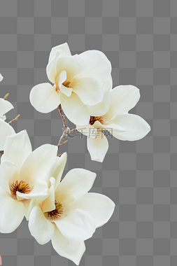 白玉兰花朵