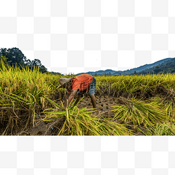 稻子收获收割