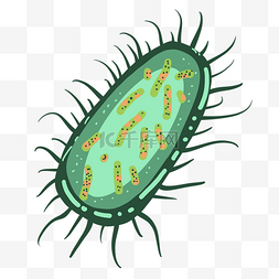 毛球绿色细菌 