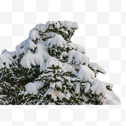 雪堆积在松树上