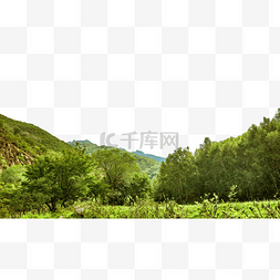 高山树木植被中午植被风景户外