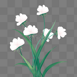 白色花卉免扣插画