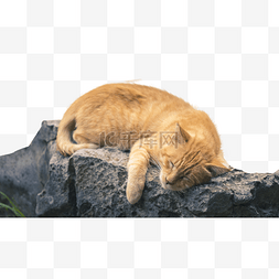 慵懒猫图片_睡觉的猫咪