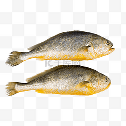 海鲜食材大黄花鱼