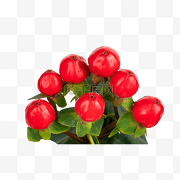 红色珊瑚图片_感恩节植物红色珊瑚红豆