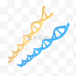 黄色和蓝色色基因链