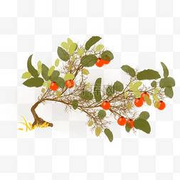 红色的橘子图片_红色的橘子小树插画