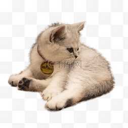 一只灰白色美短幼猫