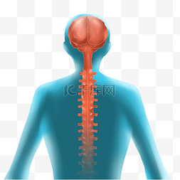 人体医疗系统脊椎