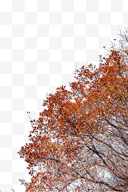 秋季黄树叶树木