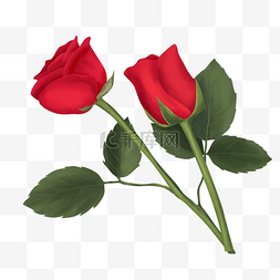 一枝玫瑰真图片_手绘情人节玫瑰