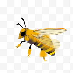 采蜜蜂图片_黄色昆虫小蜜蜂