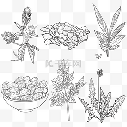 香料植物图片_草药线稿和线稿香料中草药