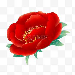 红色富贵牡丹花