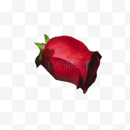 红色卡通花朵图片_盛开的红色玫瑰下载