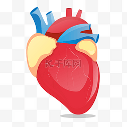 人体的血管图片_矢量人体器官心脏插画