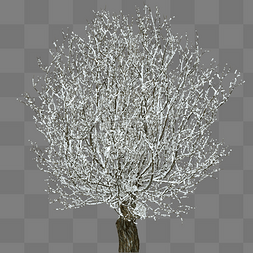 冬季结霜枯树