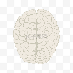 大脑插画图片_人体大脑器官插画