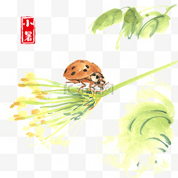 瓢虫绿叶图片_小暑植物与瓢虫