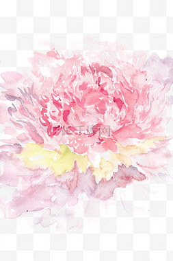 盛开的粉色花瓣图片_绽放的芍药花