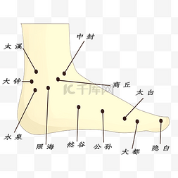 足内侧足部穴位图