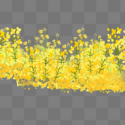 黄色装饰图片_黄色油菜花植物元素