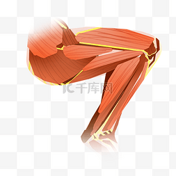 腿部肌肉结构