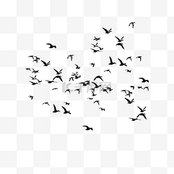 飞鸟鸟群动物