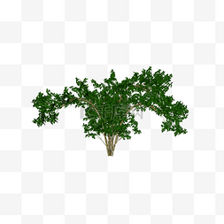 灌木植物