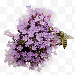 采蜜蜜蜂图片_薰衣草和蜜蜂