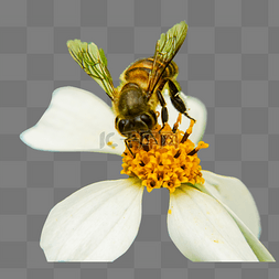 蜜蜂采蜜图片_蜜蜂采蜜