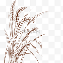 线描小麦麦子
