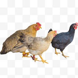三只母鸡敏捷下蛋鸡