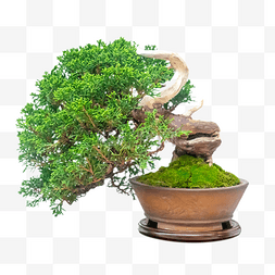 绿植盆栽绿色植物