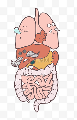 器官捐献图片_人体器官剖析插画