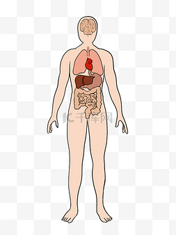 人体侧面解剖图图片_人体身体